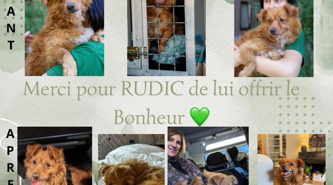 Chiens à adopter